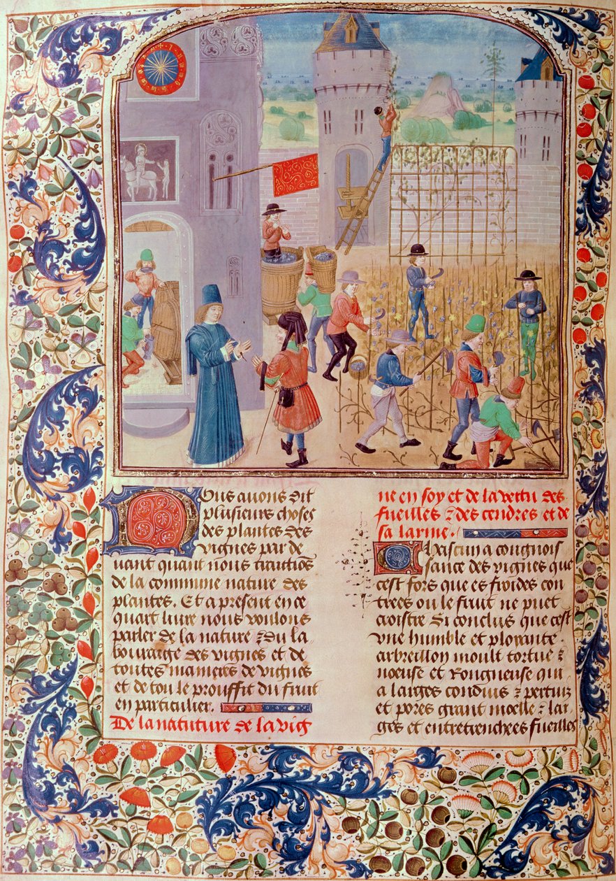 Ms 5064 fol.68v Working in the Vineyard, Livre des Prouffitz Champestres, Pietro de Crescenzi (1230-1321) alkotó: French School