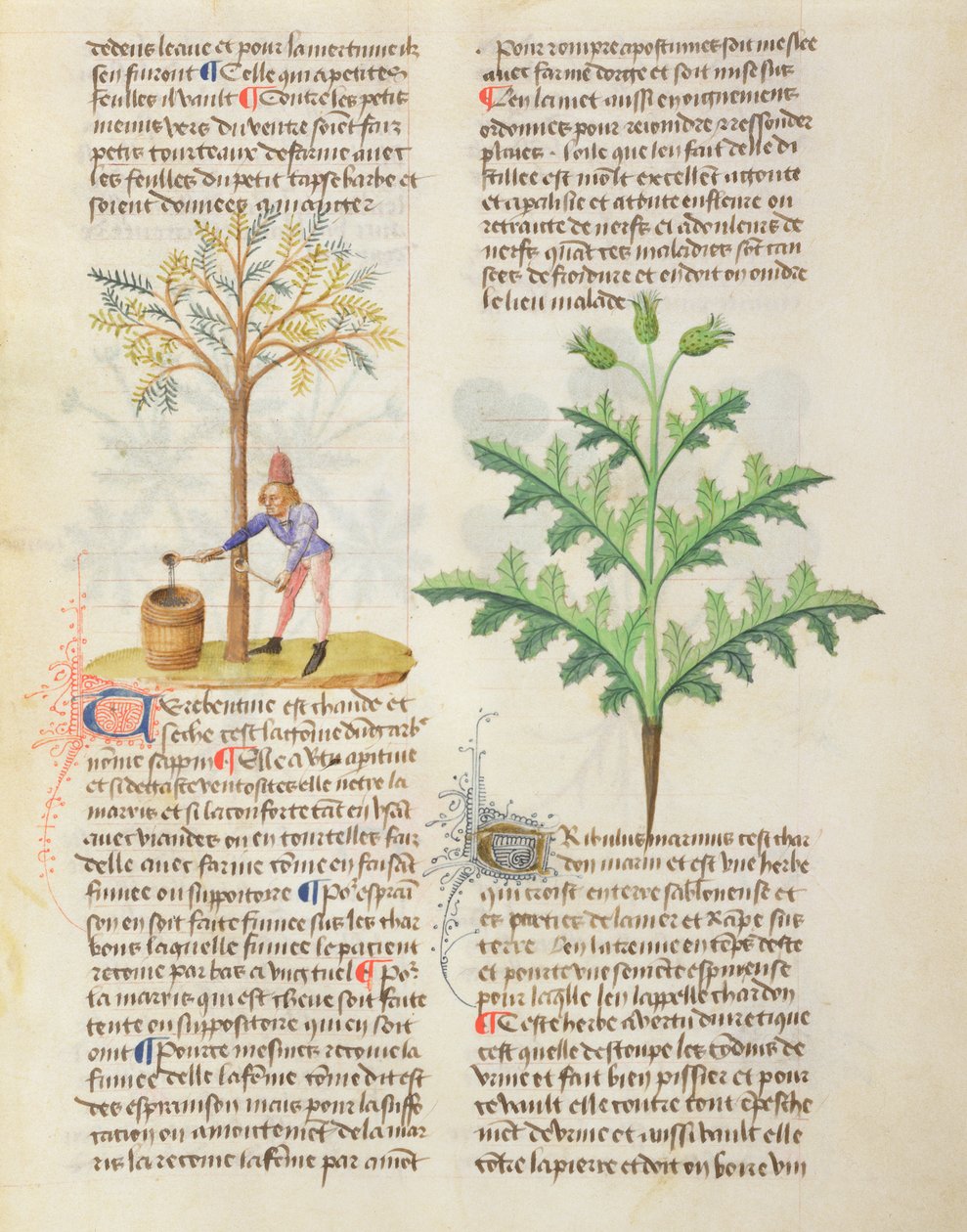 Kisasszony. Különböző gyógynövényekről Dioscorides, fol.165r Tapping Terpentine alkotó: French School