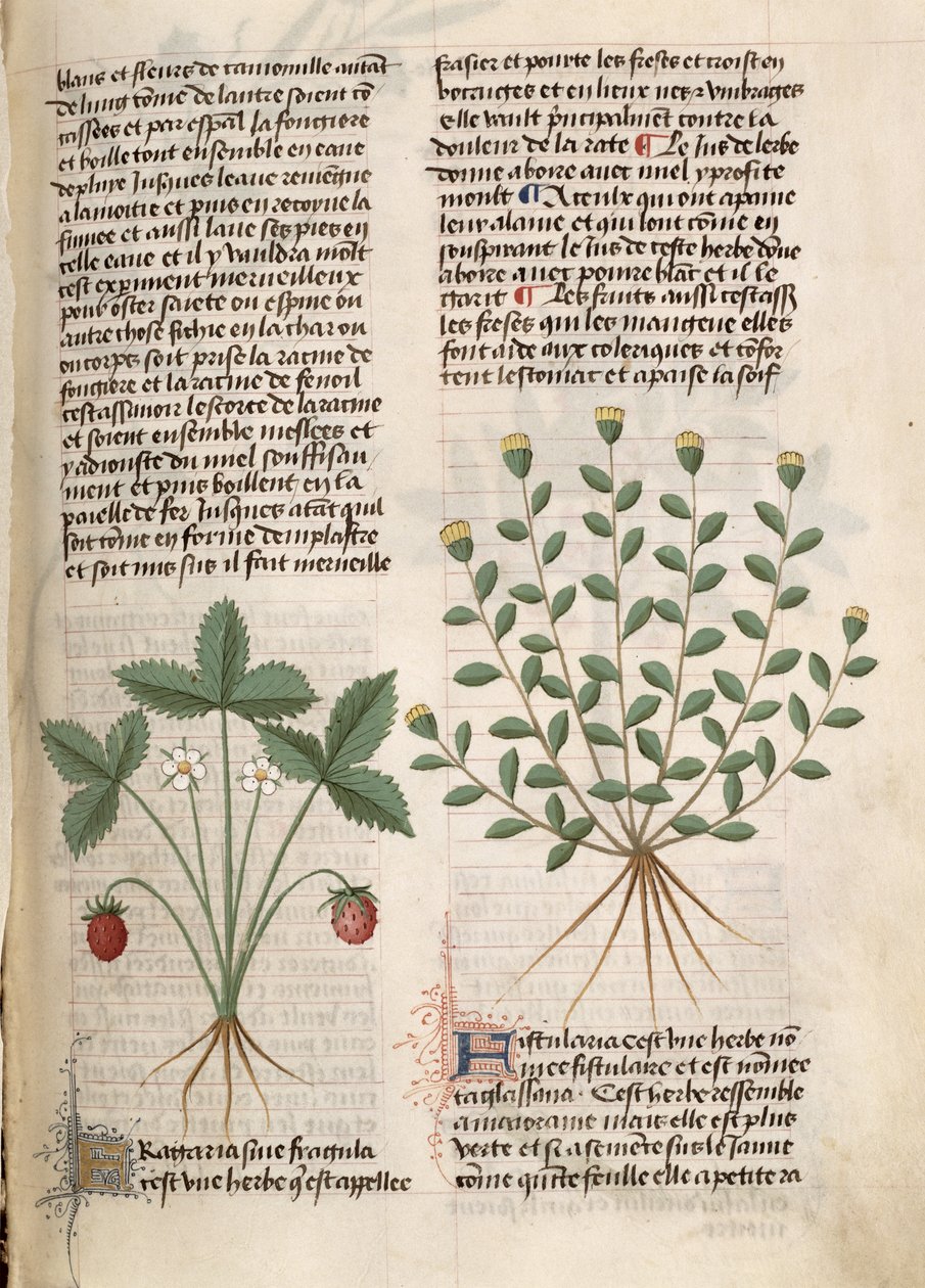 Ms Est 28 M 5.9 fol.75r Strawberry Plant, Pedanius Dioscorides (i.sz. 40-90) „Grand Herbier” című művéből alkotó: French School