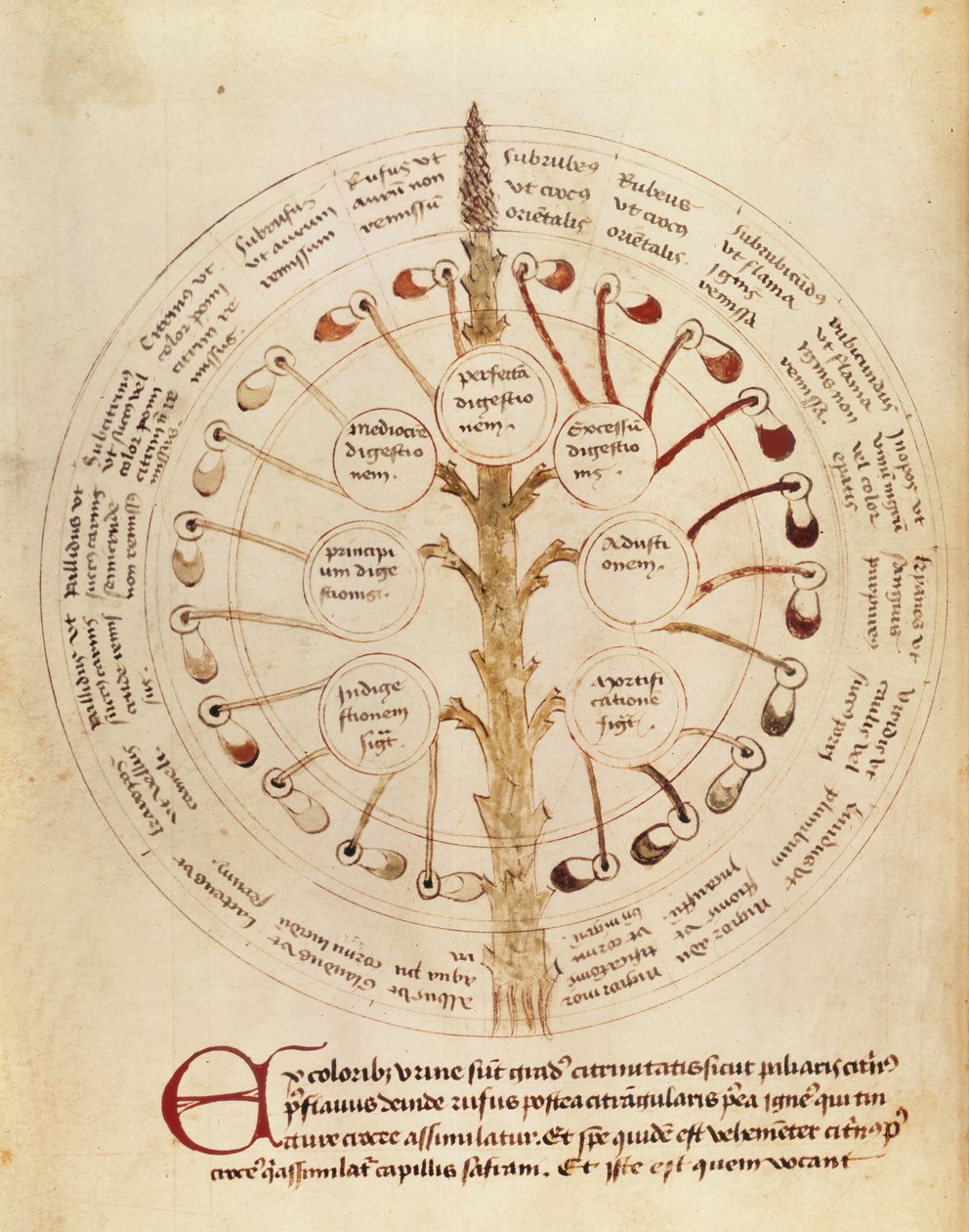 Ms Lat 11229 fol.19r táblázat a vizelet elemzéséhez, Petit Traite dhygiene et Medecine alkotó: French School