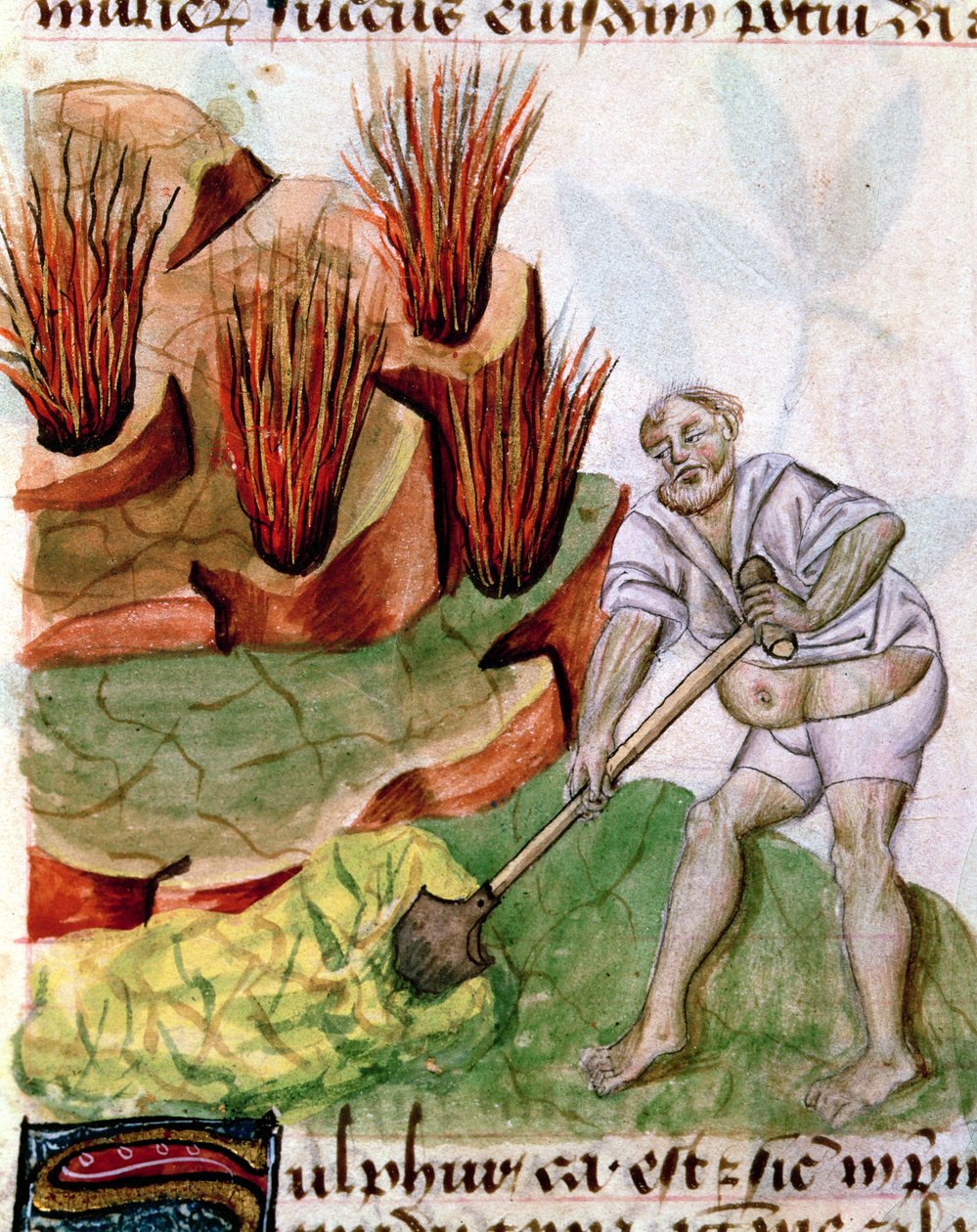 Ms Lat 993 L.9.28 f.123v Ként keresek, a Dioscorides De Herbistől alkotó: French School