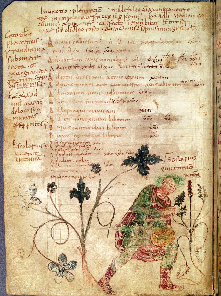 Ms Latin 6862 fol.18v Aesculapius betóniát fedez fel, Antonius Musa (Kr. e. 63-14) kéziratából alkotó: French School