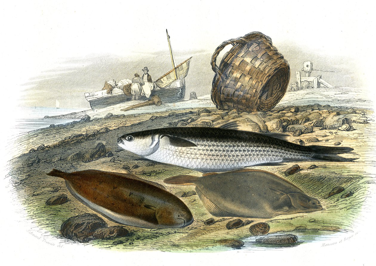 Mullet (Mugilidae), Sole (Solea Vulgaris), limande (Microstomus Kitt) - Plate extracted from Natural History by Bernard Germain de Lacepede (1856-1925), edition P.Furme, Paris alkotó: French School