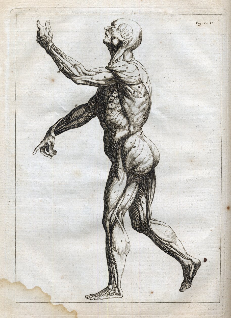 Emberi izmok - "Absztrakt anatómia, a festészet és szobrászat művészetéhez alkalmazkodó" metszet" - 1760 alkotó: French School