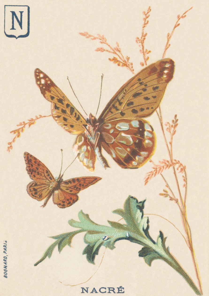 N: Mother of Pearl (Fabriciana adippe vagy Big Mother of Pearl) alkotó: French School