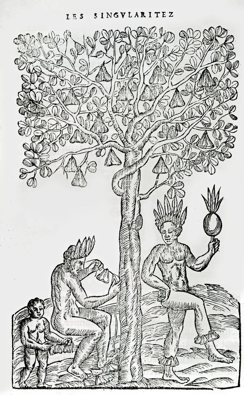 Nana fuit, gyógynövény, illusztráció a Singularities of France Antarktique című művéből, Andre de Thevet, 1558 alkotó: French School