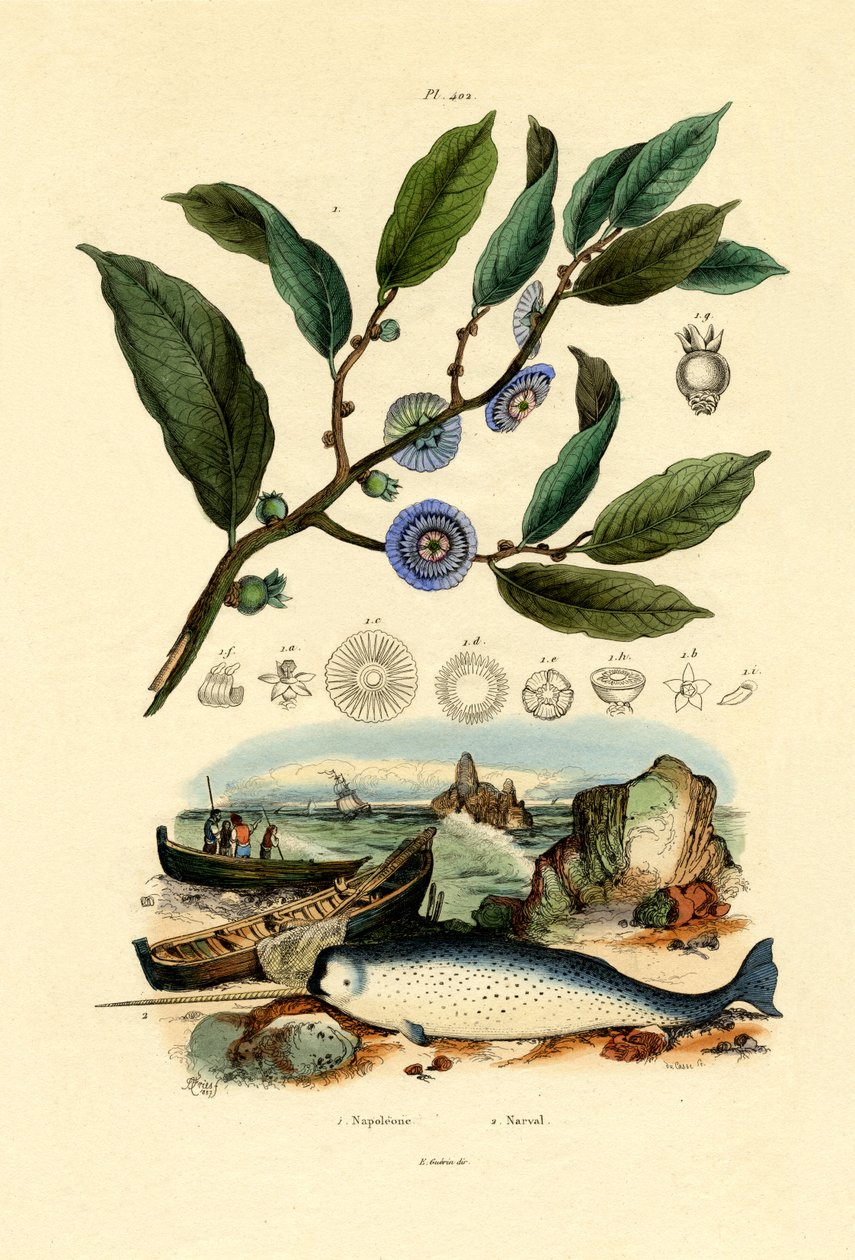Napóleon kalapja, 1833-39 alkotó: French School