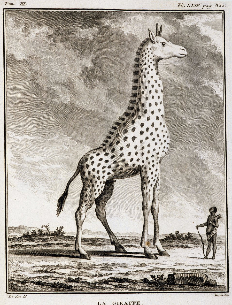 Természettudományi tábla: La Giraffe – Buffon „Természettörténet, általános és különös” c alkotó: French School