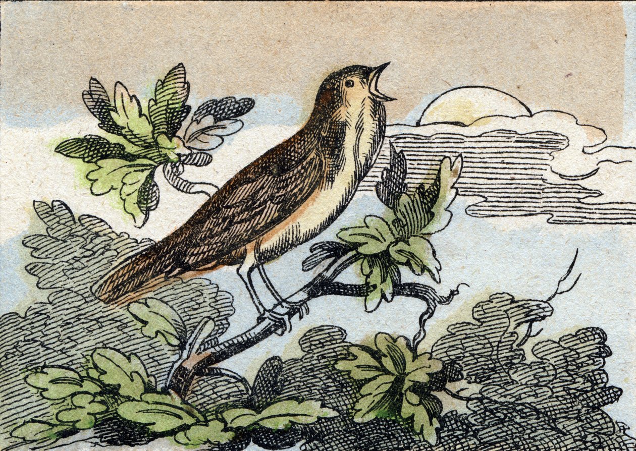 Csalogány. Metszet "Buffon Alphabet des Oiseaux n 1". 3. Serie N 1. Epinal képalkotása, Epinal, 19. század vége. 16 oldal. Mérete: 28x21 cm alkotó: French School