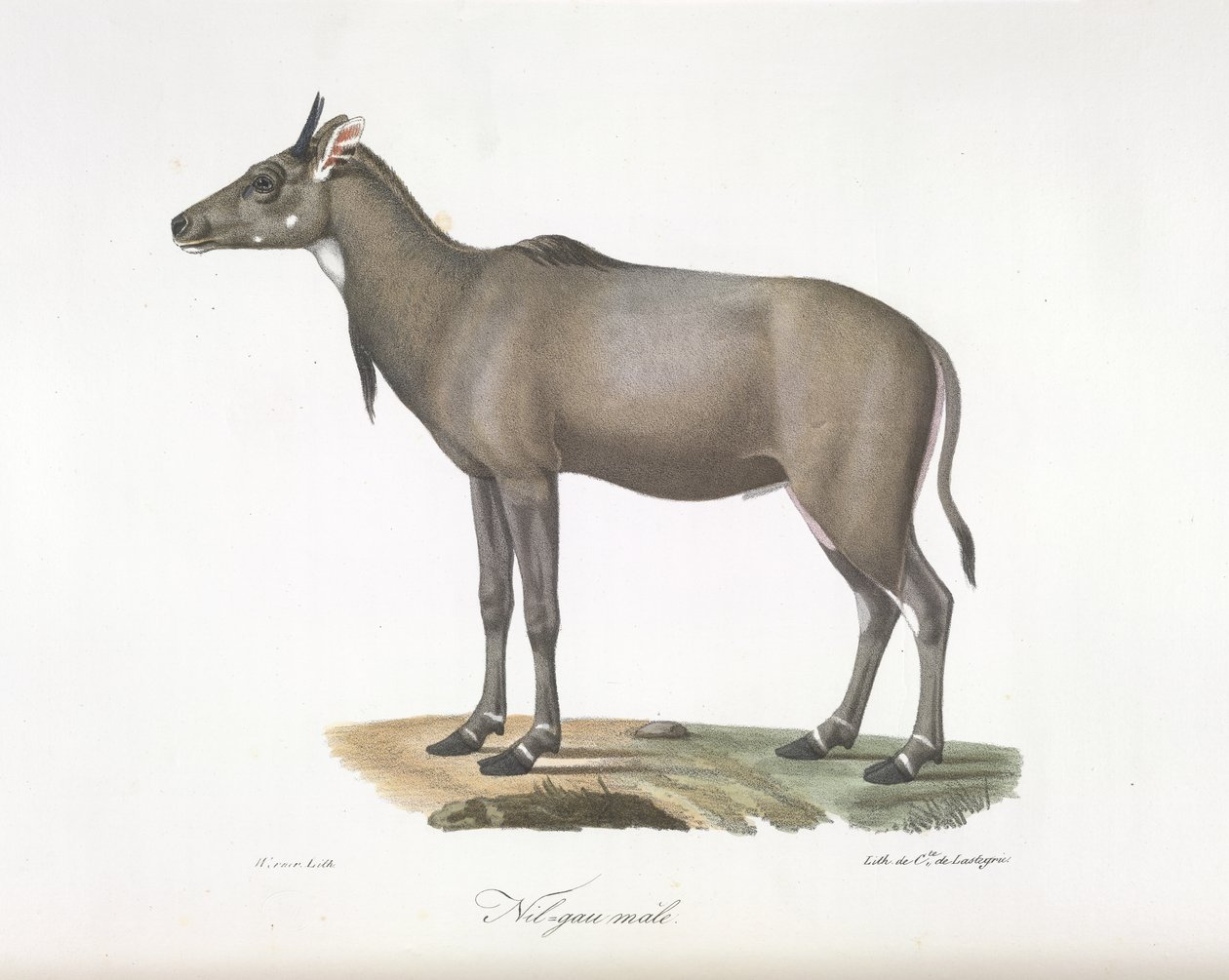 Nilgau férfi. Nylgau antilop, az emlősök természetrajzából (színes litho) alkotó: French School