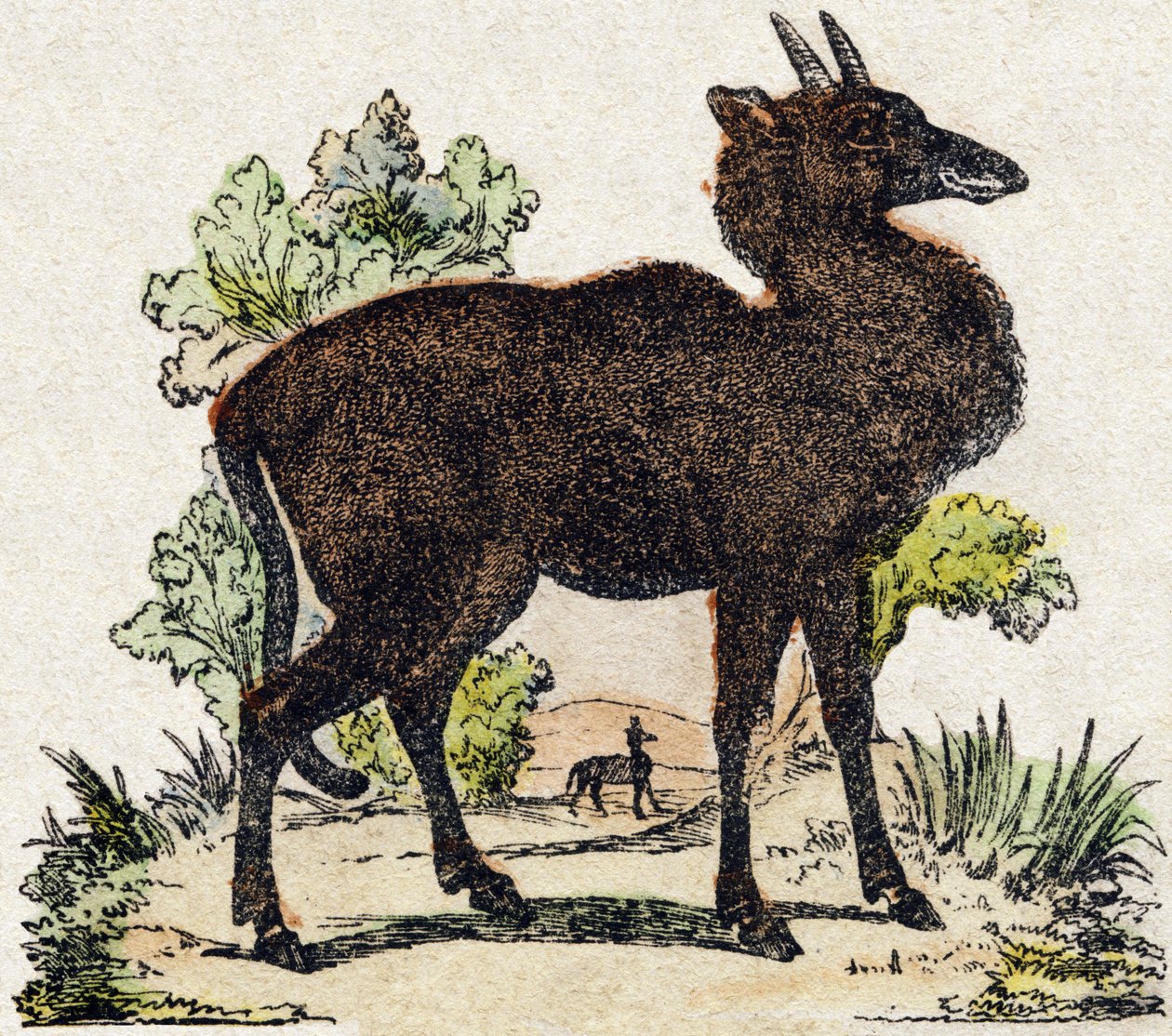 Nyl-ghau (Nyl ghau, indiai állat). Metszet: „Alphabet des animaux sauvages””. 9. sorozat. Epinal, Pellerin, nyomdász-kiadó képei, 1870 körül. Metszetek fára, stencilezett. 16 oldal. Mérete: 20 x 15 cm. Magángyűjtemény alkotó: French School