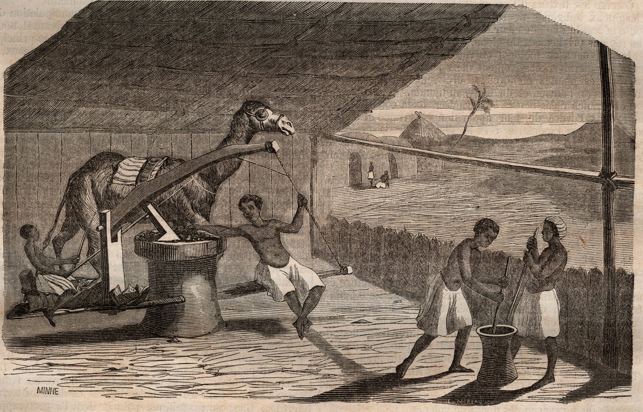Afrika nyugati partján használt olajmalom alkotó: French School