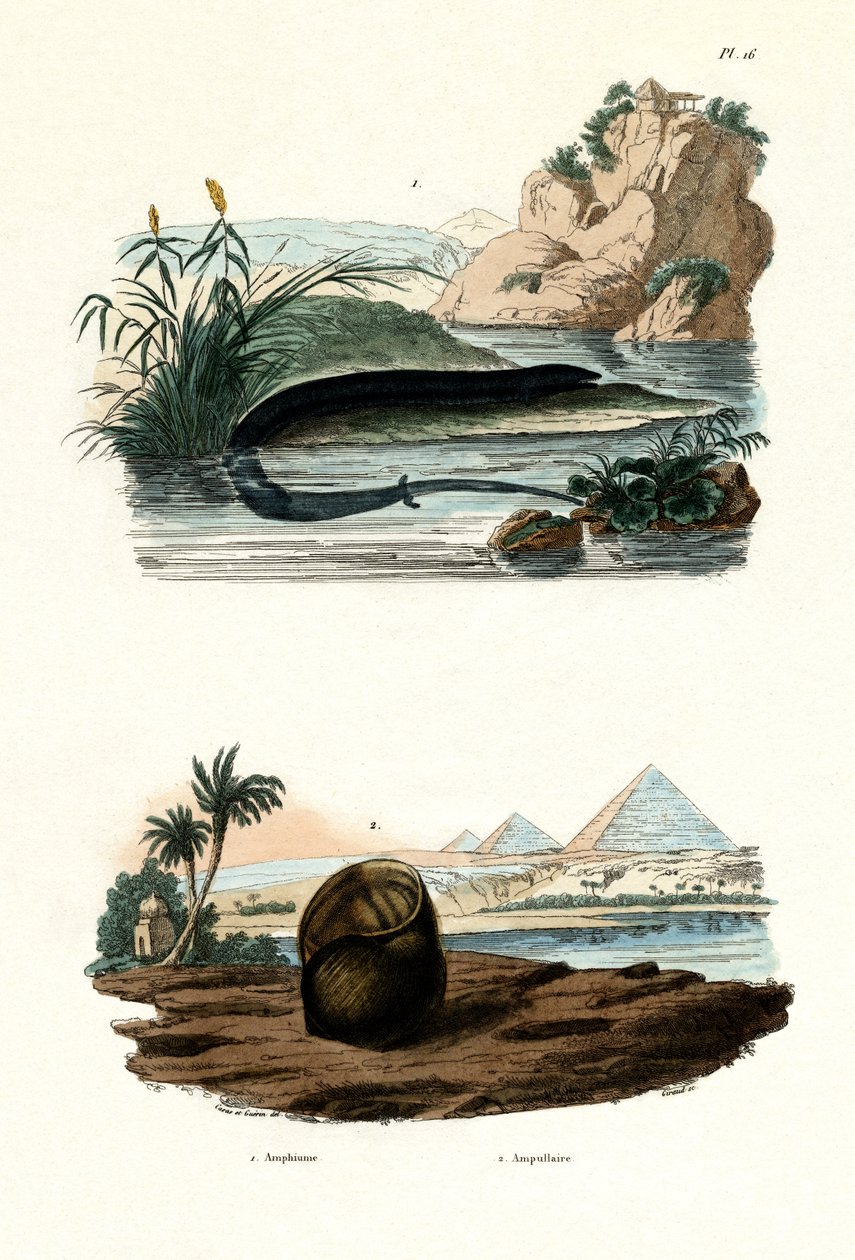 Egyujjú Amphiuma, 1833-39 alkotó: French School