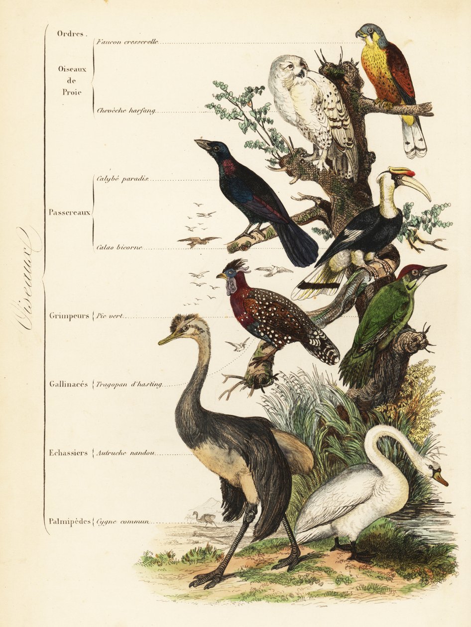 Madárrend: vércse, Falco tinnunculus, sebezhető hóbagoly, Bubo scandiacus, nagy kékfülű seregély, Lamprotornis chalybaeus, nagy szarvascsőrű, Buceros bicornis, európai zöld harkály, Picus viridis, nyugati tragopán, Tragopan melanocephalus, alkotó: French School
