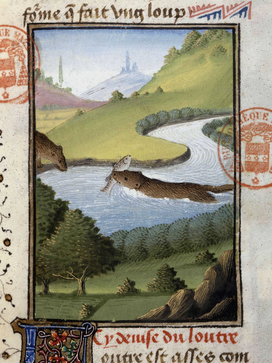 Vidra – a „” Gaston Phoebus, Foix grófja, Béarn ura” vadászkönyvében” alkotó: French School