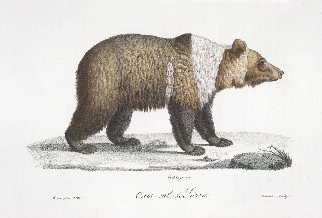 Hím szibériai medve, az emlősök természettörténetéből (színes litho) alkotó: French School