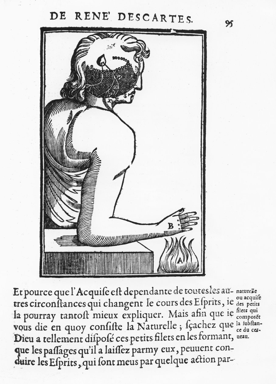Oldal a „Treatise on Man”-ból, René Descartes alkotó: French School