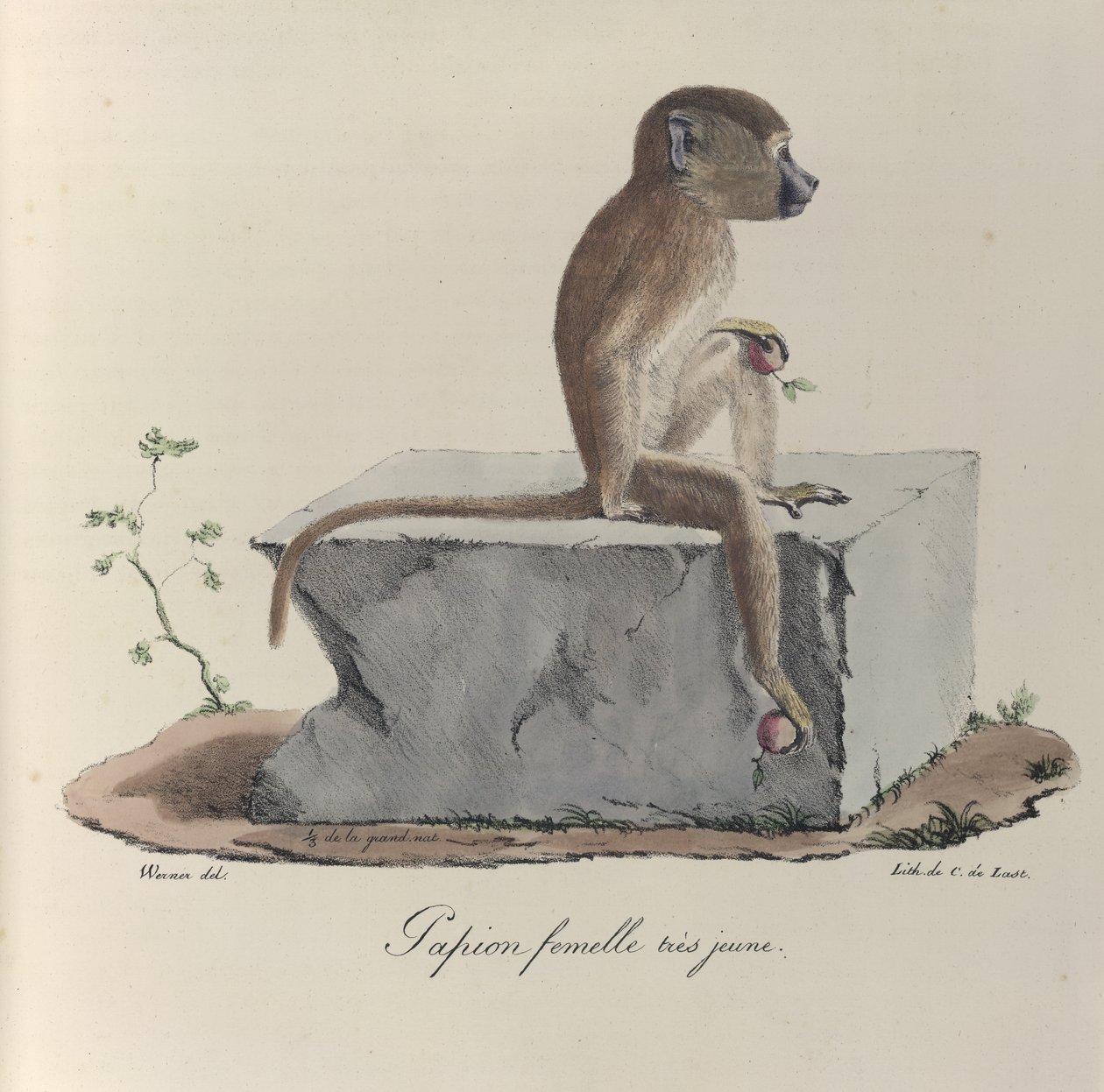 Nagyon fiatal nőstény Papion, Papion majom, a "Histoire naturelle des Mammifères"-ből (színes litho) alkotó: French School