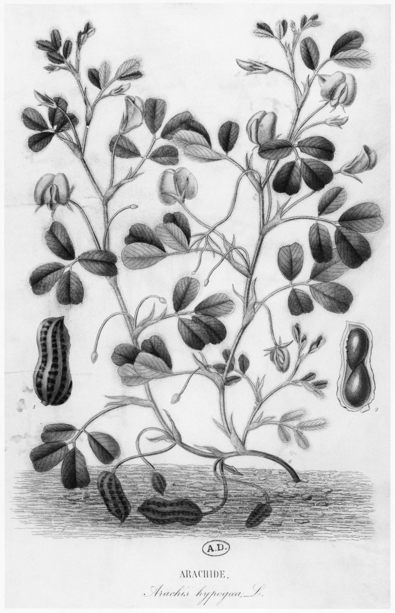 Földimogyoró (Arachis hypogaea) alkotó: French School