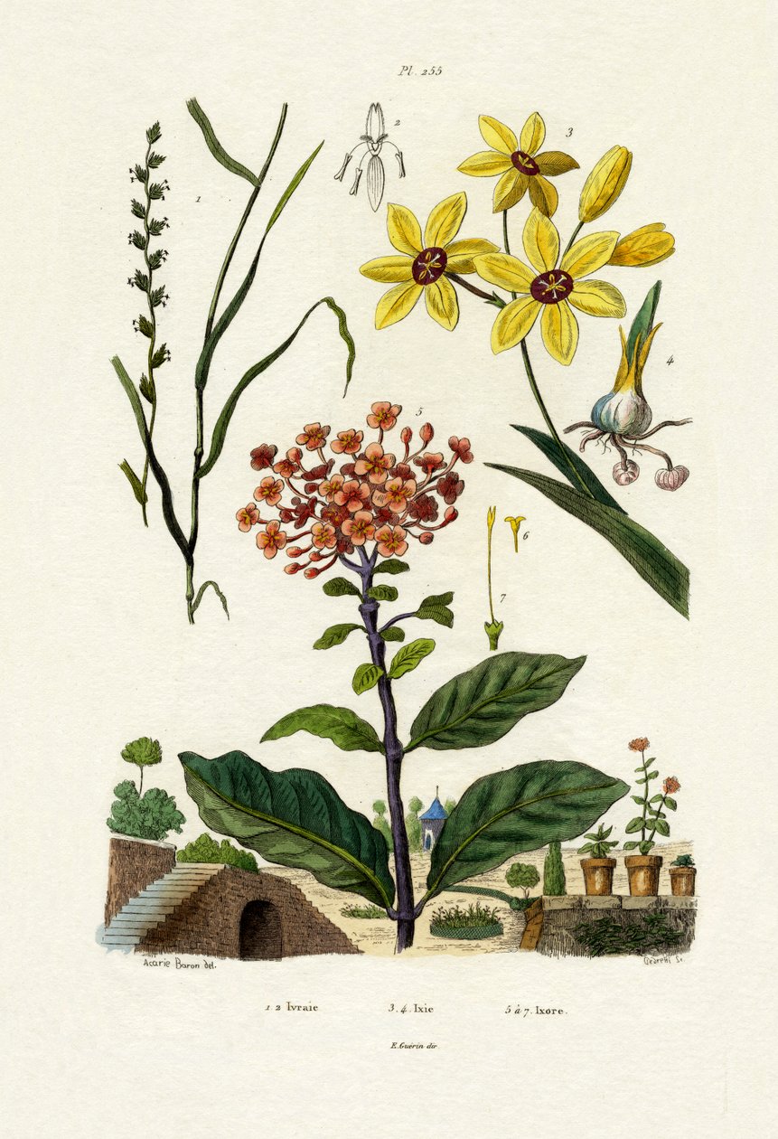 Perennial Ryegrass, 1833-39  alkotó: French School