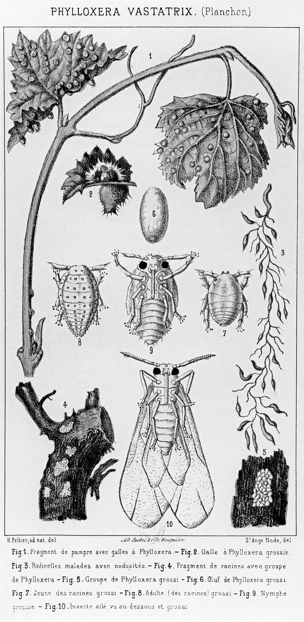 Phylloxera Vastatrix, c. 1850 alkotó: French School
