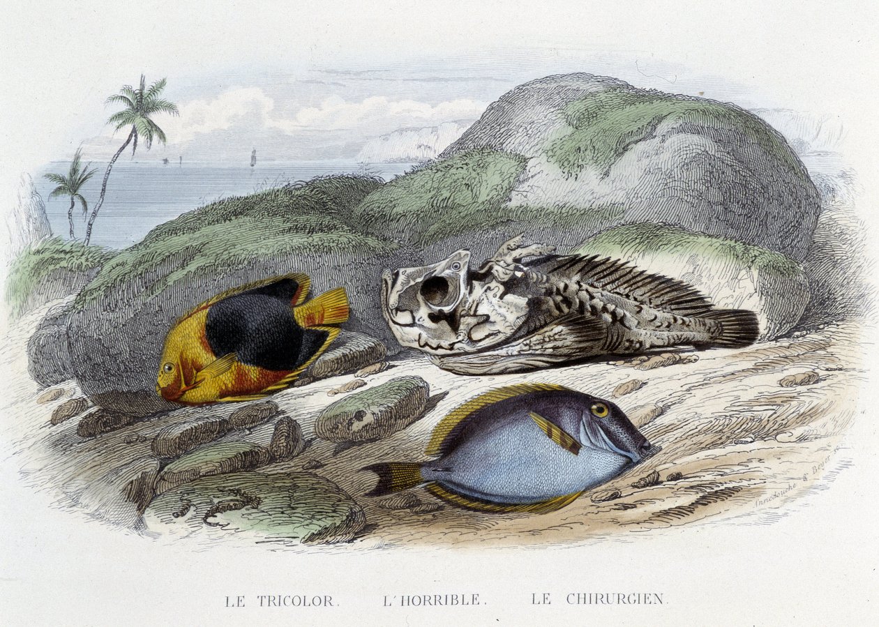 Halak: A trikolor, a szörnyű és a sebész – Lacépède „Histoire Naturelle”-jében, szerk. Veurne, Párizs alkotó: French School