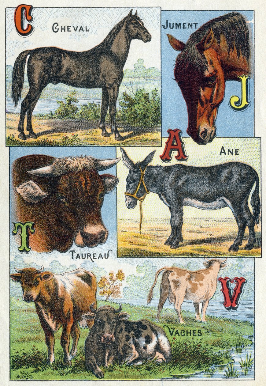 1. tábla: Ló, Kanca, Bika, Szamár, Tehenek. Metszet „Háziállatok és tanyai ábécé szótagjai”. Serie A. Pellerin et Cie, nyomdászok-kiadók, Epinal, 19. század vége. Kromolitográfiák . Méret: 19,5 x 13,5 cm alkotó: French School