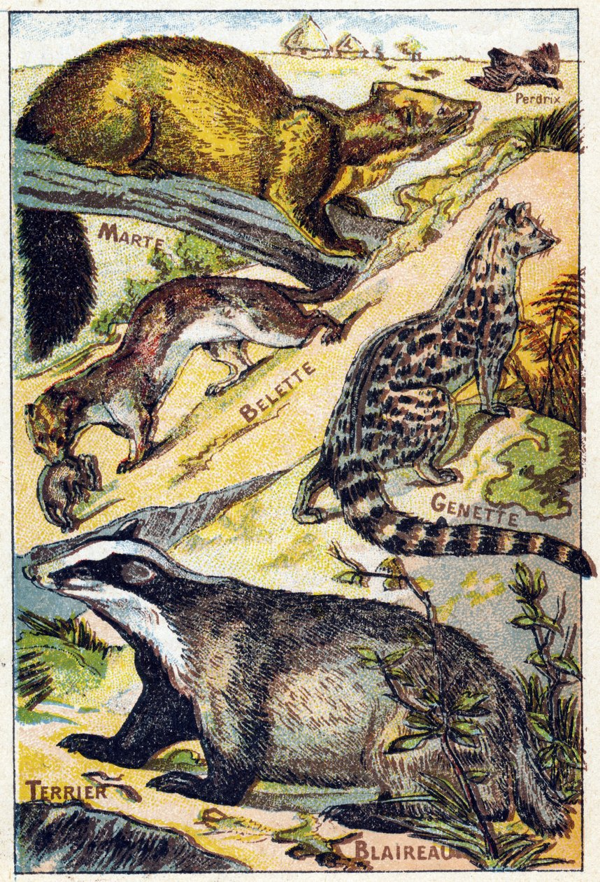 1. tábla: Partridge, Marte, Menyét, Genette, Borz, Terrier. Gravírozás "Syllabary ábécé mindenféle cékla". Serie A. Pellerin et Cie, nyomdászok-kiadók, Epinal, 19. század vége. Kromolitográfia. Kis 8 oldalas reklámalbum syl-vel alkotó: French School