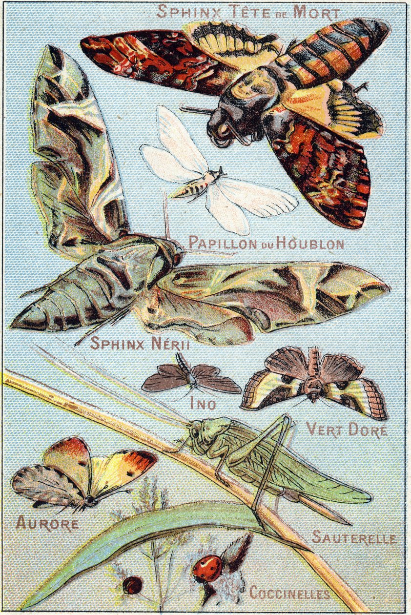 1. tábla: Koponya szfinx, Komlópillangó, Szfinx Neri, Ino, Gold Green, Aurora, Grasshopper, Ladybirds. Metszet a "pillangók és rovarok szótagos ábécéjébe". Serie A. Pellerin et Cie, nyomdászok-kiadók, Epinal, 19. század vége. Kromolitográfia. alkotó: French School