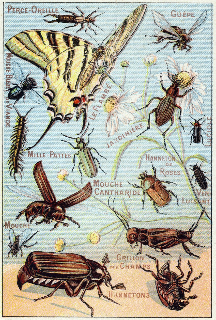 2. tábla: Fülszúrás, Gupe, Blue Meat Fly, Flambe, Gardener, Centipedes, Firefly, Rose Channeton, Gloss worm, Fly, Field Cricket, Chablets alkotó: French School