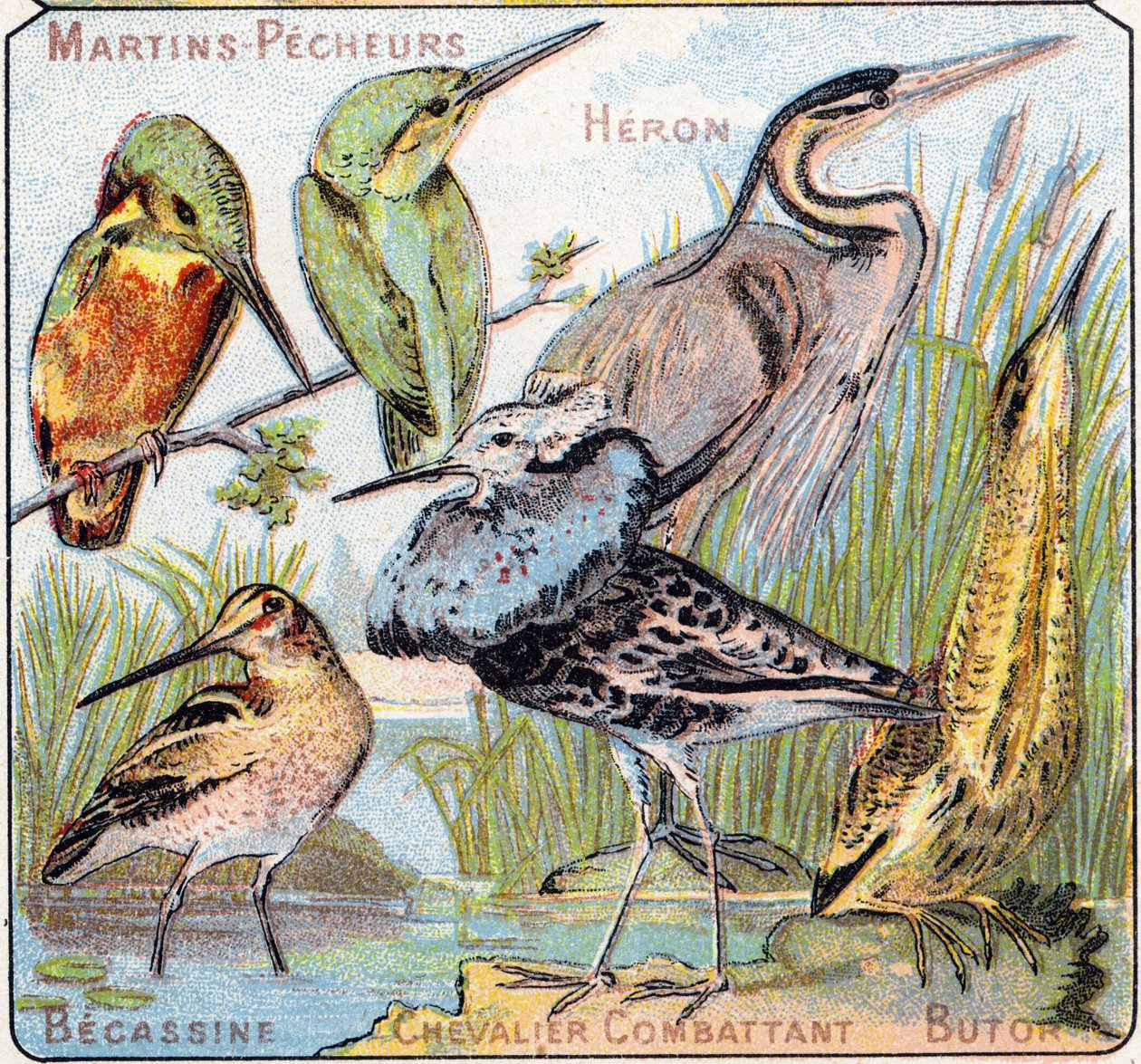 3. tábla: Kingfisher, Heron, Becassine, Knight fighting, Butor. Metszet "Madarak és hüllők szótagos ábécéjébe". Serie A. Pellerin et Cie, nyomdászok-kiadók, Epinal, 19. század vége. Kromolitográfia. Kis 8 oldalas reklámalbum, melyben alkotó: French School