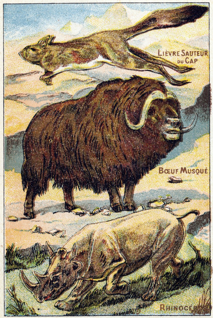 4. tábla: Cape Hare jumping, Musk Beef, Orrszarvú. Gravírozás "Syllabary ábécé mindenféle cékla". Serie A. Pellerin et Cie, nyomdászok-kiadók, Epinal, 19. század vége. Kromolitográfia. Kis 8 oldalas reklámalbum, melyben szótag és alkotó: French School