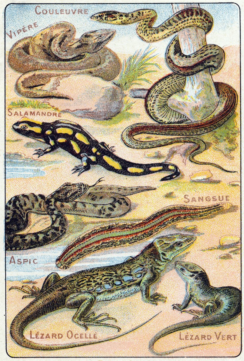 4. tábla: Kígyó, Vipera, Szalamandra, Aszpik, Pióca, Lezard ocelle, Zöld Lezard. Metszet "Madarak és hüllők szótagos ábécéjébe". Serie A. Pellerin et Cie, nyomdászok-kiadók, Epinal, 19. század vége. Kromolitográfia. Kis 8 oldalas reklám al alkotó: French School