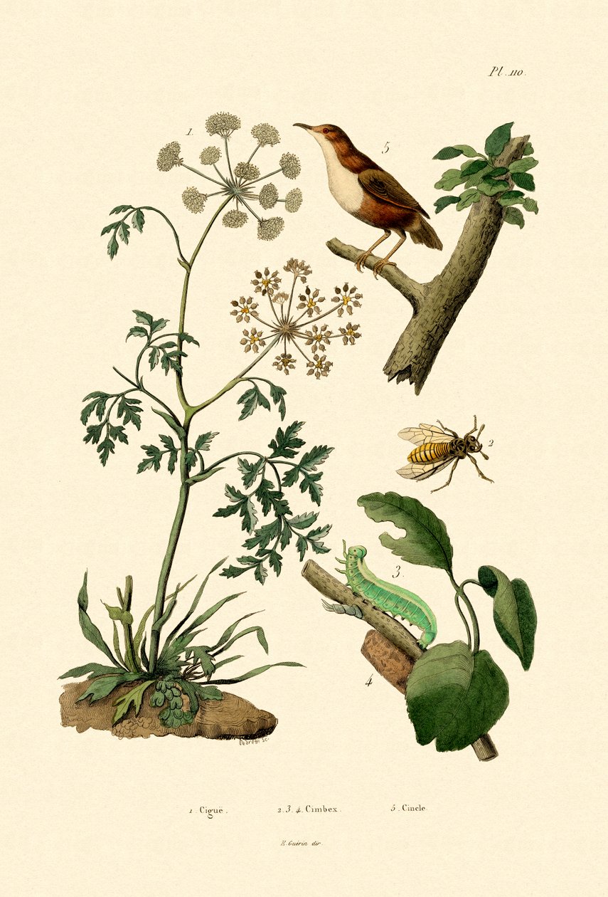 Poison Hemlock, 1833-39 alkotó: French School