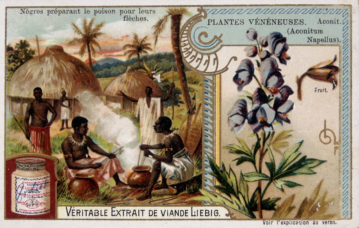 Mérgező növények: akonit és afrikai mérget készítenek nyilaikra - chromo. Liébig, 19. század vége alkotó: French School