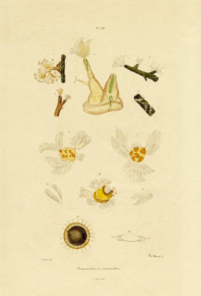 Polip, 1833-39 alkotó: French School