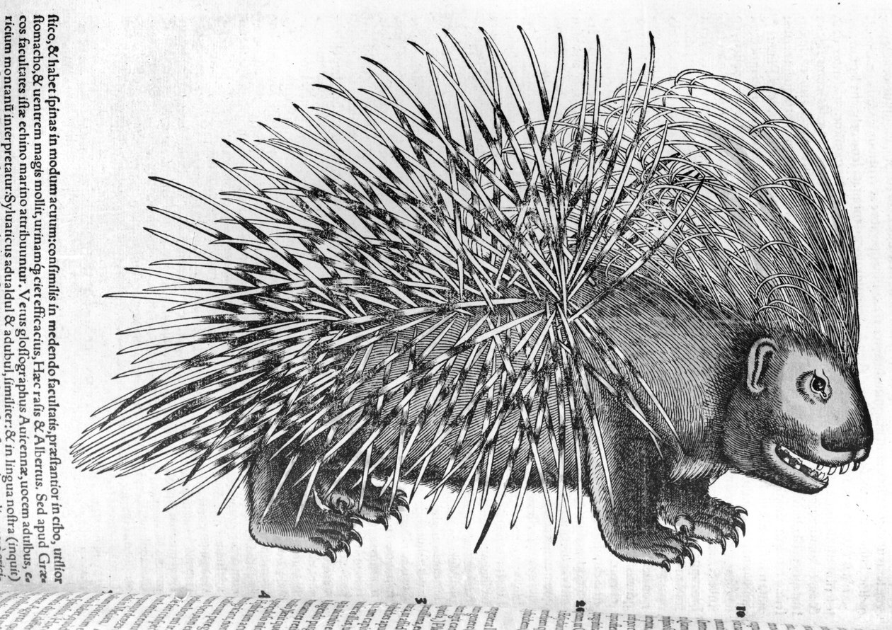 Porcupine, Conrad Gesner (1516-65) „Historia Animalium” című művéből, 1551 alkotó: French School