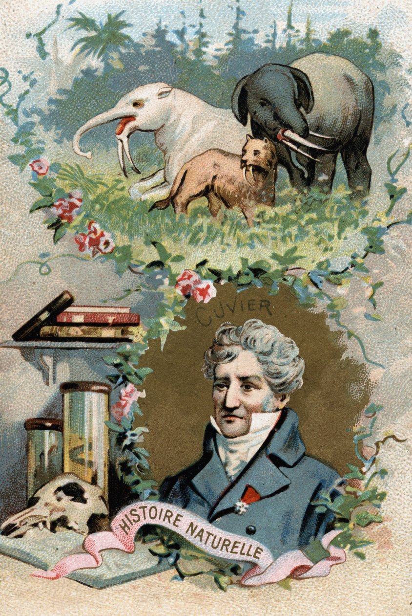 Georges Cuvier báró francia zoológus és paleontológus (1769-1832), az összehasonlító anatómia megalapítójának portréja. századi kromolitográfiája. alkotó: French School