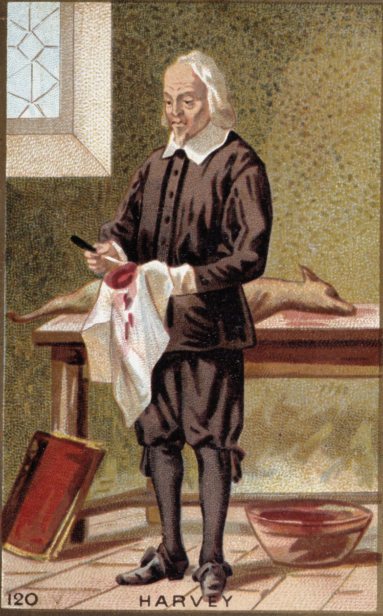 William Harvey (1578-1657) angol orvos portréja. alkotó: French School