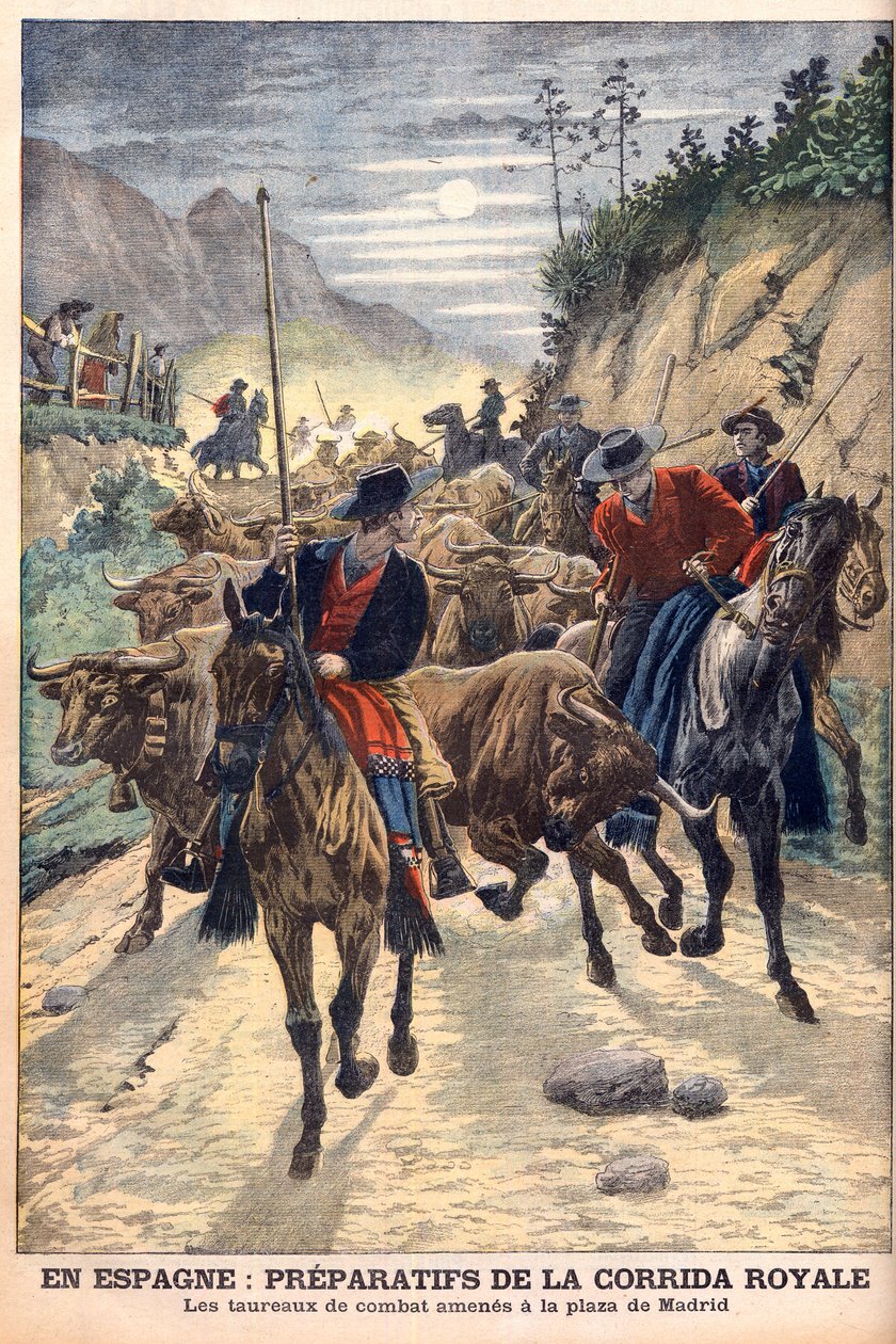 A bikaviadalok előkészületei XIII. Alfonz spanyol király esküvőjének megünneplésére. A bikákat Madridba viszik. Spanyolországban előkészületek a királyi bikaviadalra. A harci bikákat a Plaza de Madridra vitték. Illusztráció a Le petit Journal számára alkotó: French School