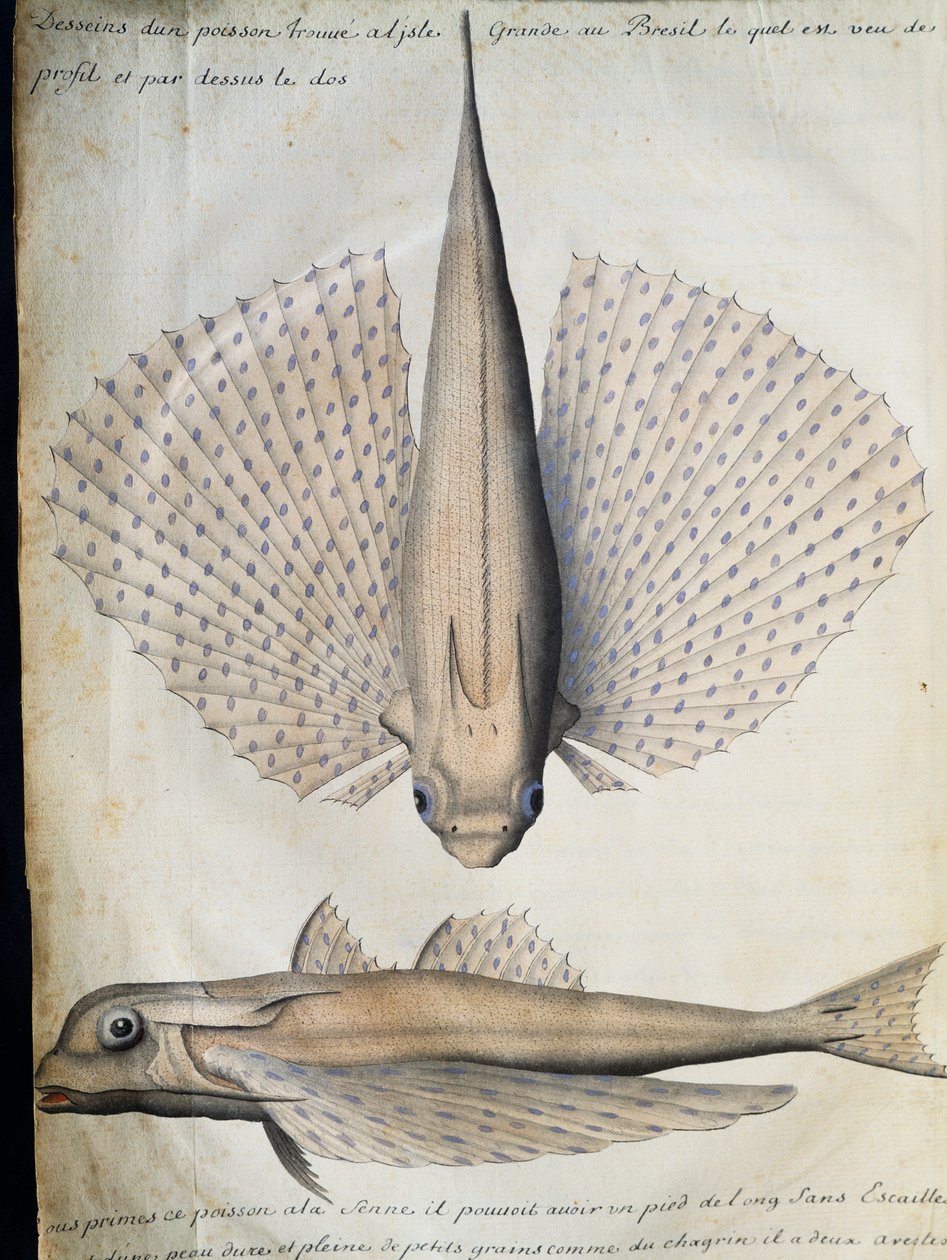 Szárnyas hal profilja és háta, Big Island, Brazília, Jacques Gouin de Beauchesne (1652-1730), a Compagnie royale de la Mer du Sud kapitánya, 1698-1701, Franciaország akvarellje a hajónaplóból alkotó: French School