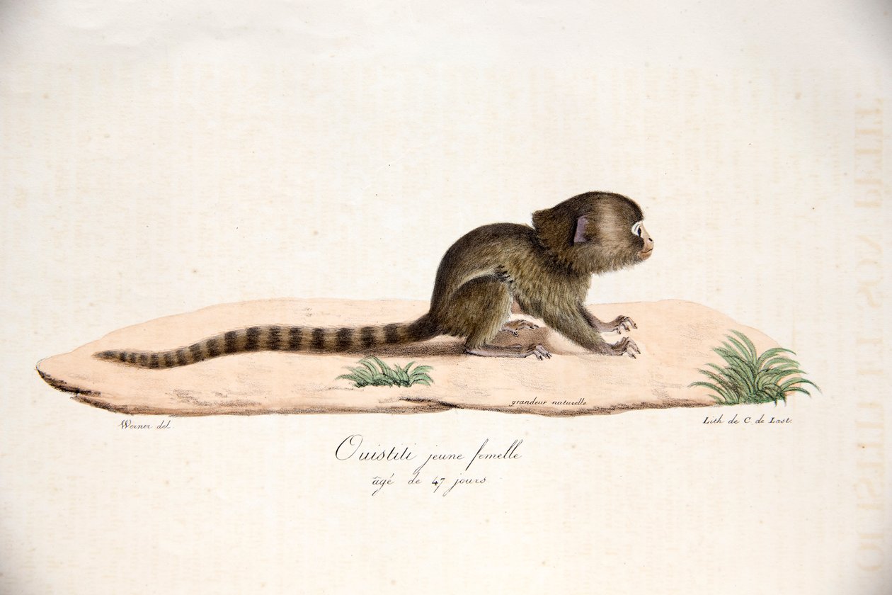Törpemarmoset, az emlősök természetrajzából, eredeti figurákkal, Étienne Geoffroy Saint-Hilaire és Frédéric Cuvier, 1824-42 alkotó: French School