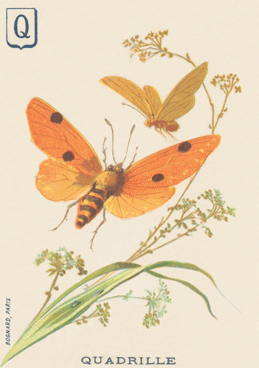 K: Quadrille (Lithosia quadra vagy Lithosie quadrille) alkotó: French School