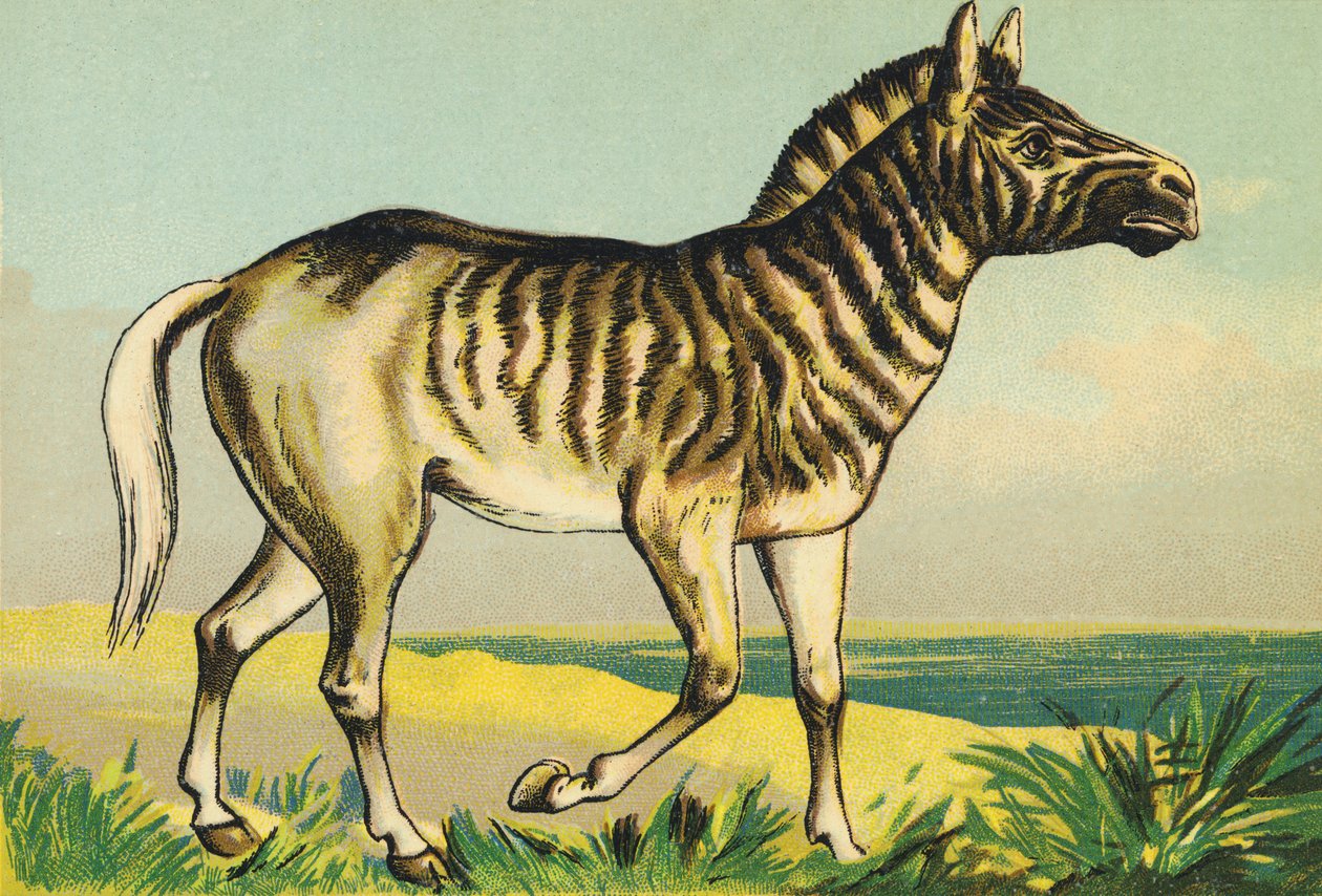 Q mint Quagga (vagy couagga, 1883-ban festett zebra alfaj) alkotó: French School