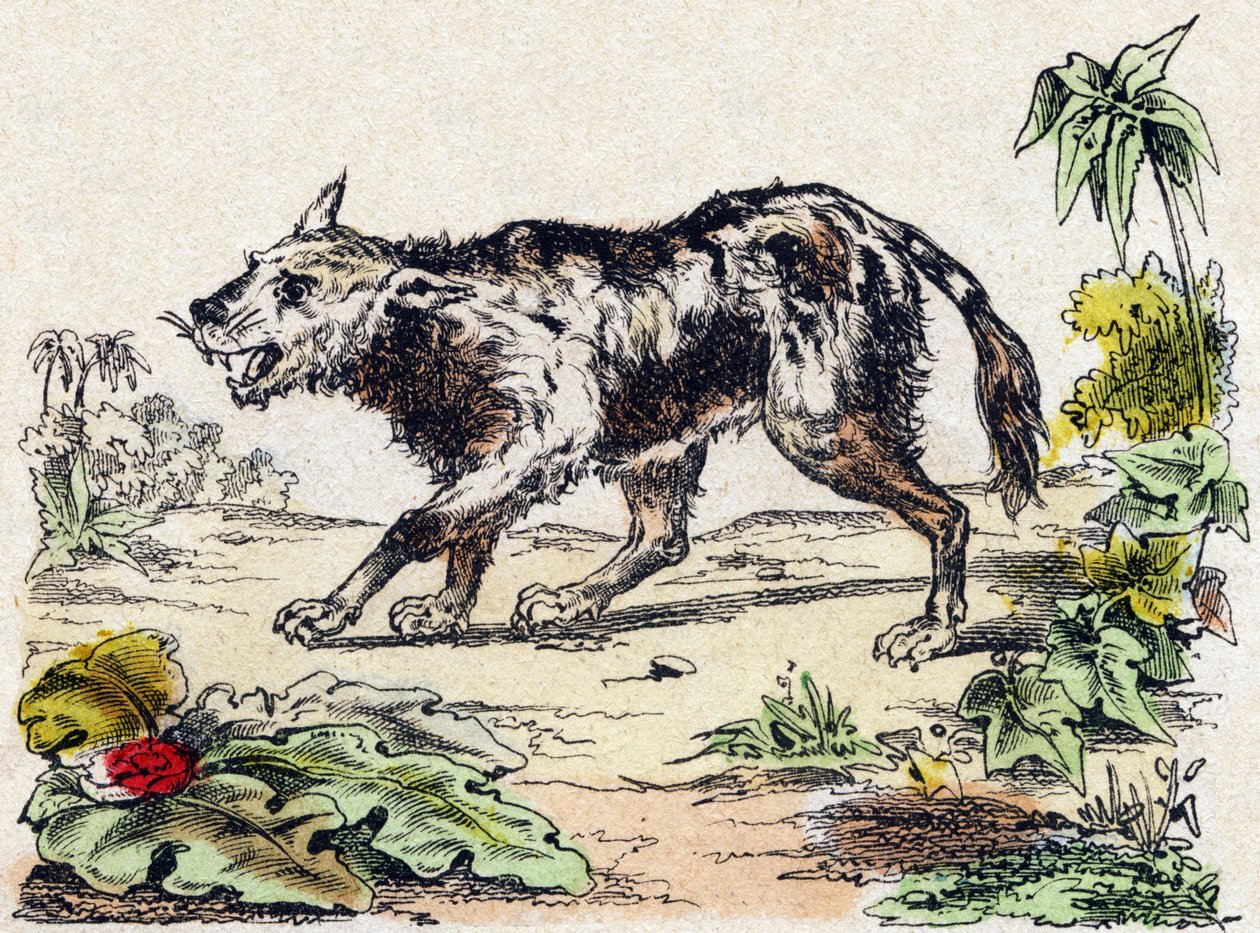 Quachy (oroszlánkutya faj Dél-Amerikából). Metszet: „Alphabet des animaux sauvages””. 9. sorozat. Epinal, Pellerin, nyomdász-kiadó képei, 1870 körül. Metszetek fára, stencilezett. 16 oldal. Mérete: 20 x 15 cm. Magángyűjtemény alkotó: French School