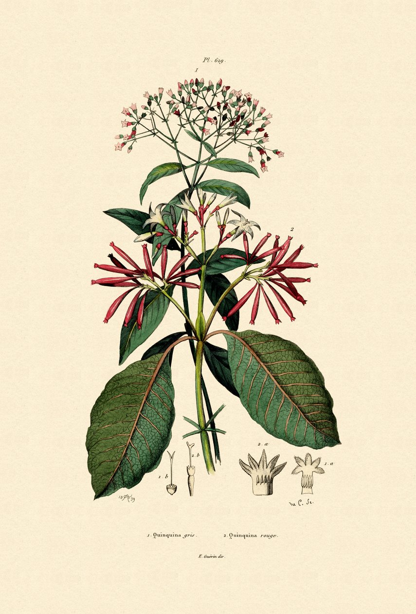 Quinine Barks, 1833-39 alkotó: French School