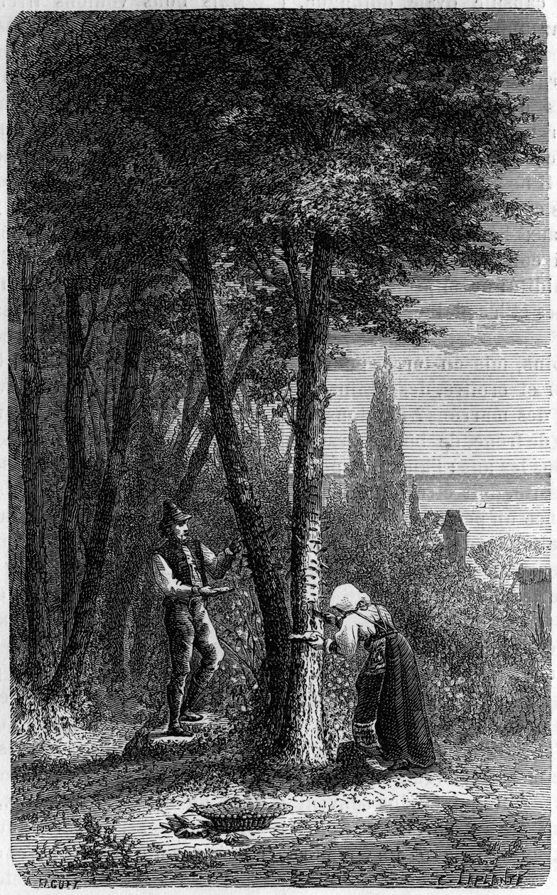 Manna (manna) áttelepítése kereklevelű fréneken. Metszet a „le Journal de la jeunesse”-be alkotó: French School