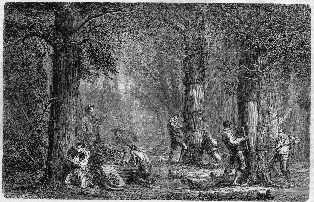 Liege tölgy kéregének visszaemlékezése (tölgy-liege). Louis Figuier 399. számú, 1864. december 3-i „” Le Monde Illustré”-ben megjelent metszete a „Növények történetében”. alkotó: French School