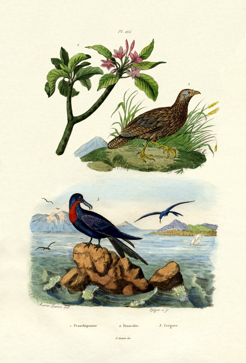 Vörös Frangipani, 1833-39 alkotó: French School