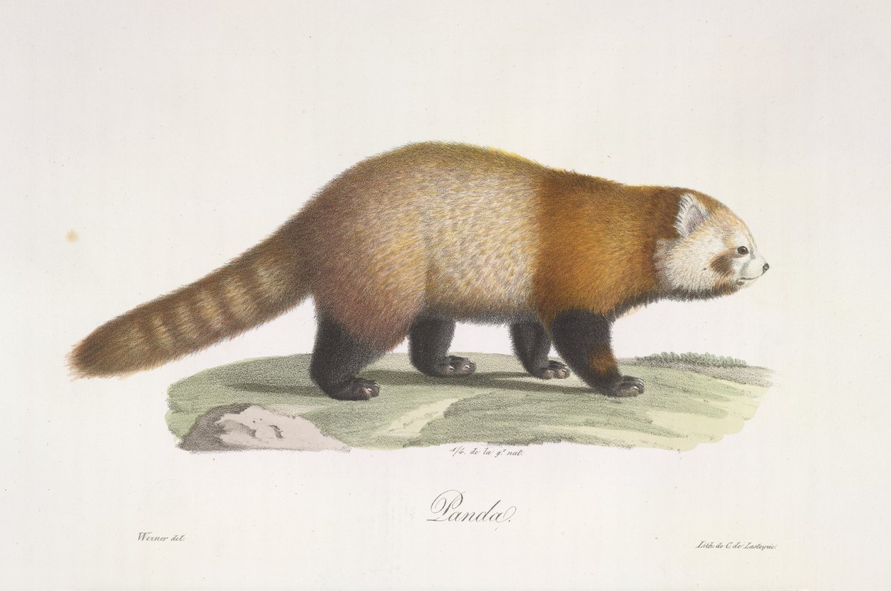 Vörös panda. Ailurus fulgens, az emlősök természetrajzából (színes litho) alkotó: French School
